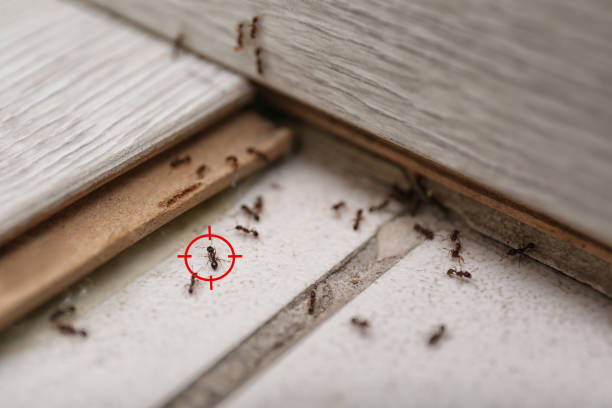 Best Pest Inspection Near Me  in Glen Allen, VA