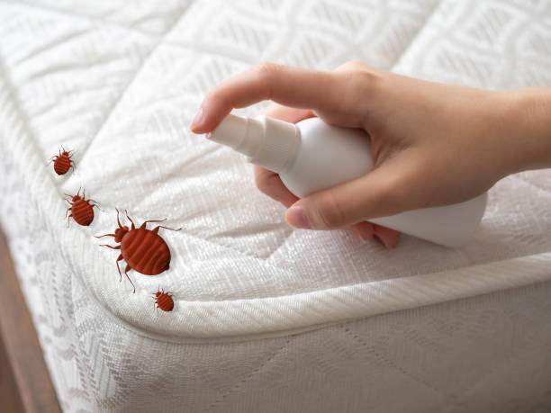 Trusted Glen Allen, VA Pest Control Experts