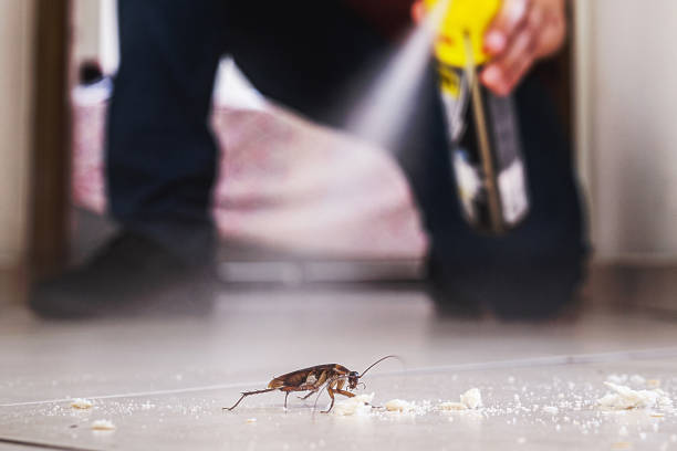 Reliable Glen Allen, VA Pest Control Solutions